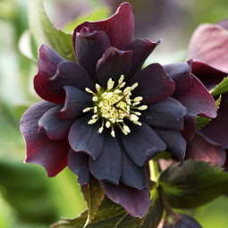 Чемерник (морозник) Double Purple Cascade