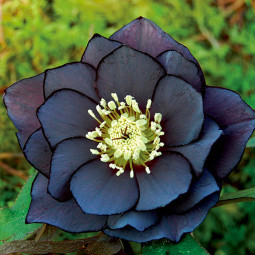 Чемерник (морозник) Onyx Odyssey