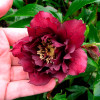 Чемерник (морозник) махровий Hybrids Red Promise