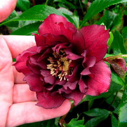 Чемерник (морозник) махровий Hybrids Red Promise