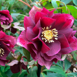 Чемерник (морозник) махровий Hybrids Red Promise