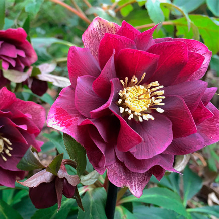 Чемерник (морозник) махровий Hybrids Red Promise