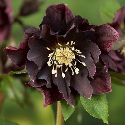 Чемерник (морозник) махровий Ellen Purple