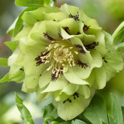 Чемерник (морозник) махровий Ellen Green