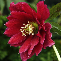Чемерник (морозник) Prince Double Red