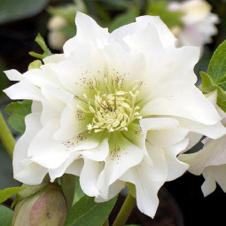 Чемерник (морозник) Prince Double White