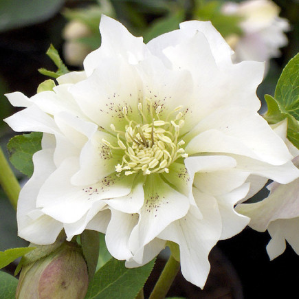 Чемерник (морозник) Prince Double White