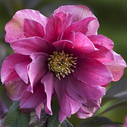Чемерник (морозник) Prince Double Pink