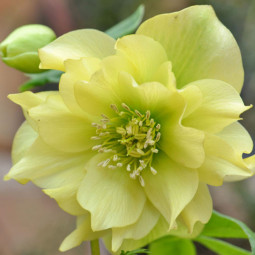 Чемерник (морозник) Prince Double Yellow