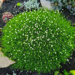 Моховинка шиловидна Green Moss контейнер 0.5 л