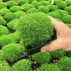 Моховинка шиловидна Green Moss контейнер 0.5 л