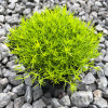 Моховинка шиловидна Lime Moss контейнер 0.5 л