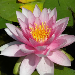 Водяна лілія Laydekeri Rosea Prolifera (Лайдекері Розеа Проліфера) Водяна лілія Laydekeri Rosea Prolifera (Лайдекері Розеа Проліфера)