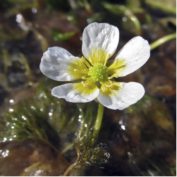 Жовтець водяний