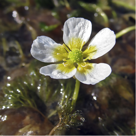 Жовтець водяний