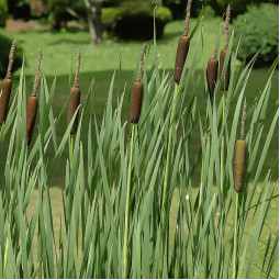 Рогіз (Typha) широколистий