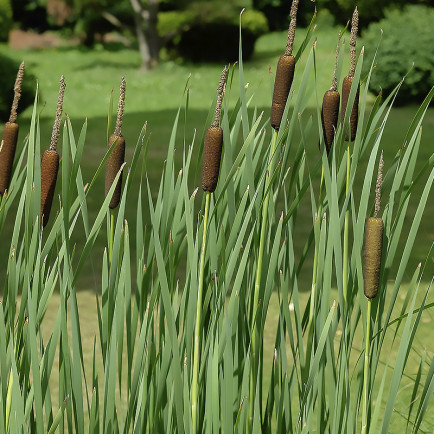 Рогіз (Typha) широколистий