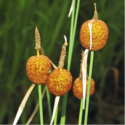 Рогіз (Typha) малий