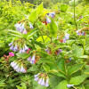 Живокіст Hidcote Blue
