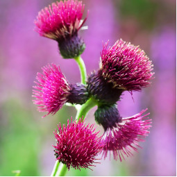 Осот прибережний Atropurpureum