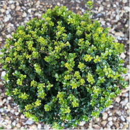 Падуб Green Hedge