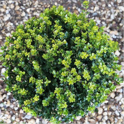 Падуб Green Hedge