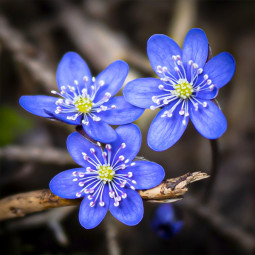 Печеночница Blue Forest