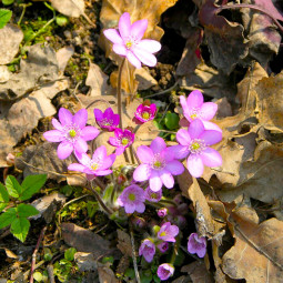 Печеночница Pink Forest