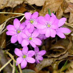 Печеночница Rosea
