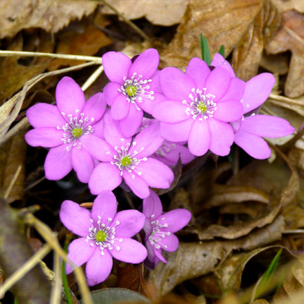 Печеночница Rosea