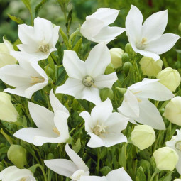 Платикодон Grandiflorus Albus