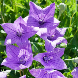 Платикодон Grandiflorus Fuji Blue