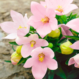 Платикодон Grandiflorus Fuji Pink