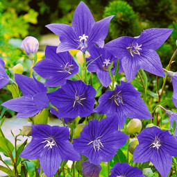 Платикодон Grandiflorus Mariesii