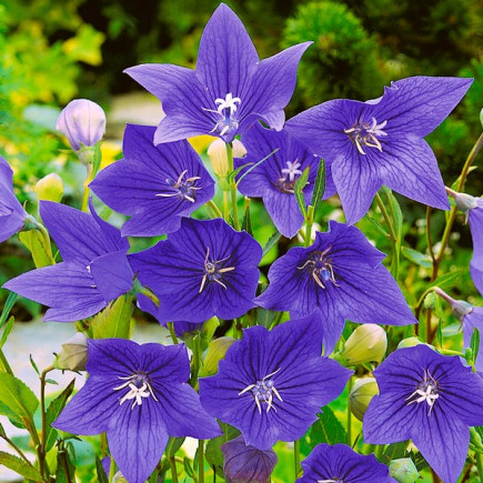 Платикодон Grandiflorus Mariesii