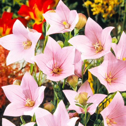 Платикодон Grandiflorus Shell Pink