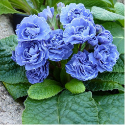 Примула Blue Sapphire (Блу Сапфір)