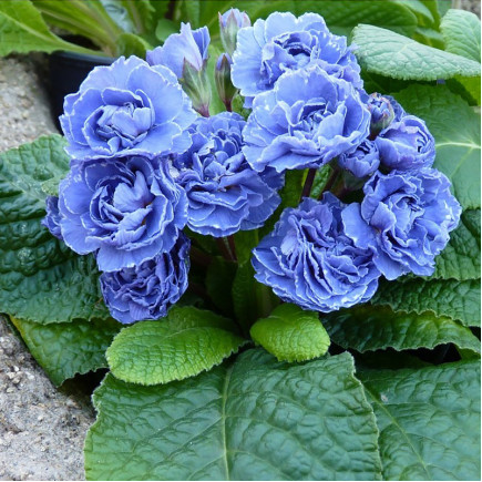 Примула Blue Sapphire (Блу Сапфір)