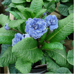 Примула Blue Sapphire (Блу Сапфір)