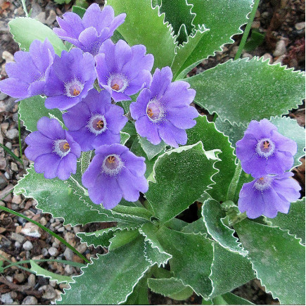 Примула Caerulea (Церулея)