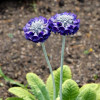Примула Noverna Deep Blue (Новерна Діп Блу)