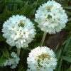 Примула Denticulata Alba