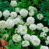 Примула Denticulata Alba