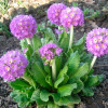 Примула Denticulata Lilac