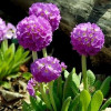 Примула Denticulata Lilac