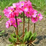 Примула висока
