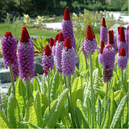 Примула vialii Red Hot Poker (Ред Хот Покер)