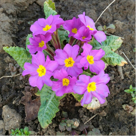 Примула Wanda (Ванда)