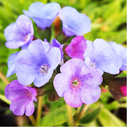Пульмонарія angustifolia Azurea