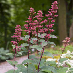 Роджерсія henrici Cherry Blush